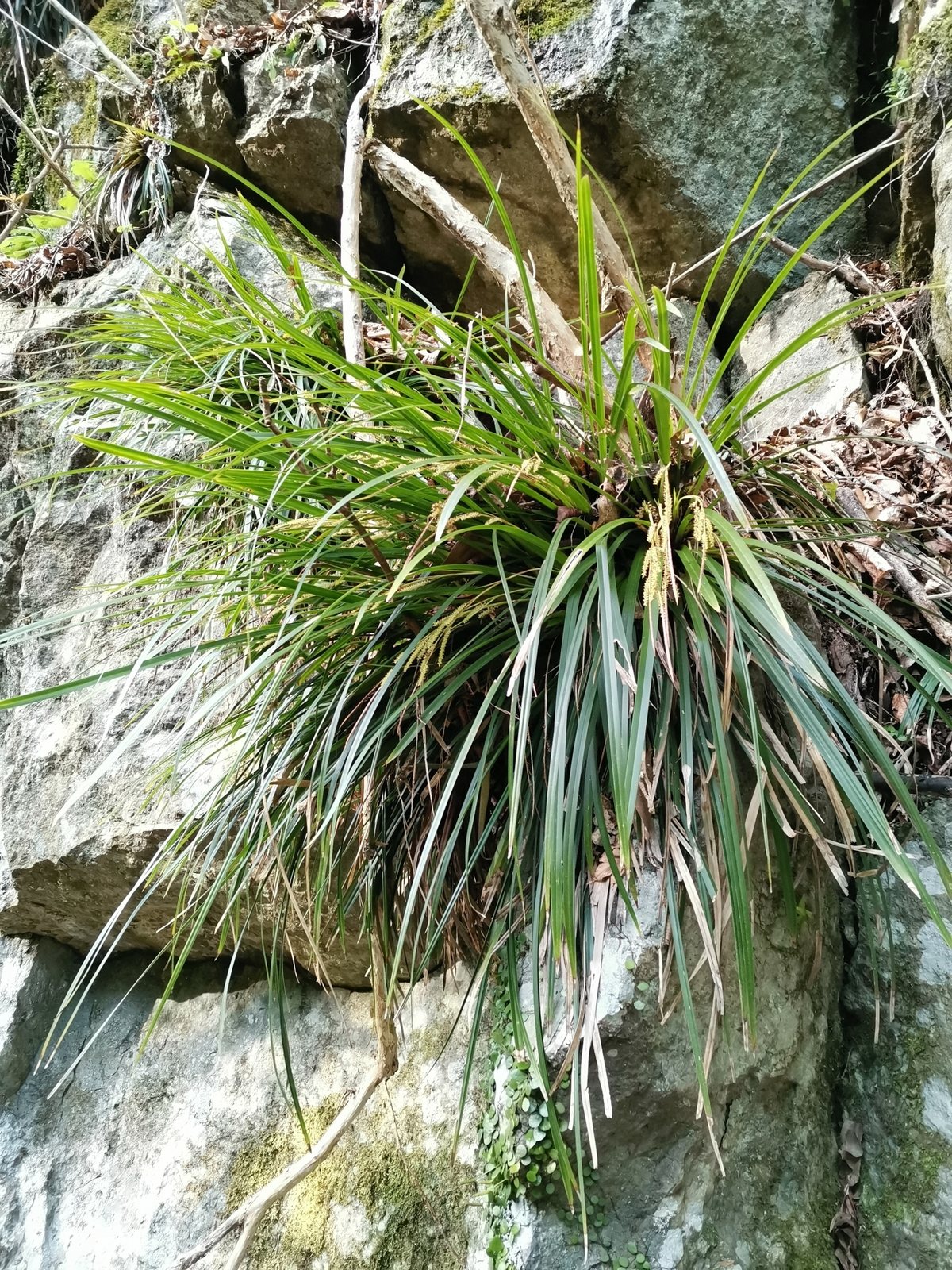 Sedge 'Ice Dance'