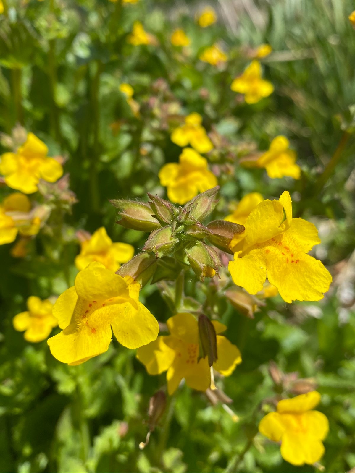 Seep monkeyflower