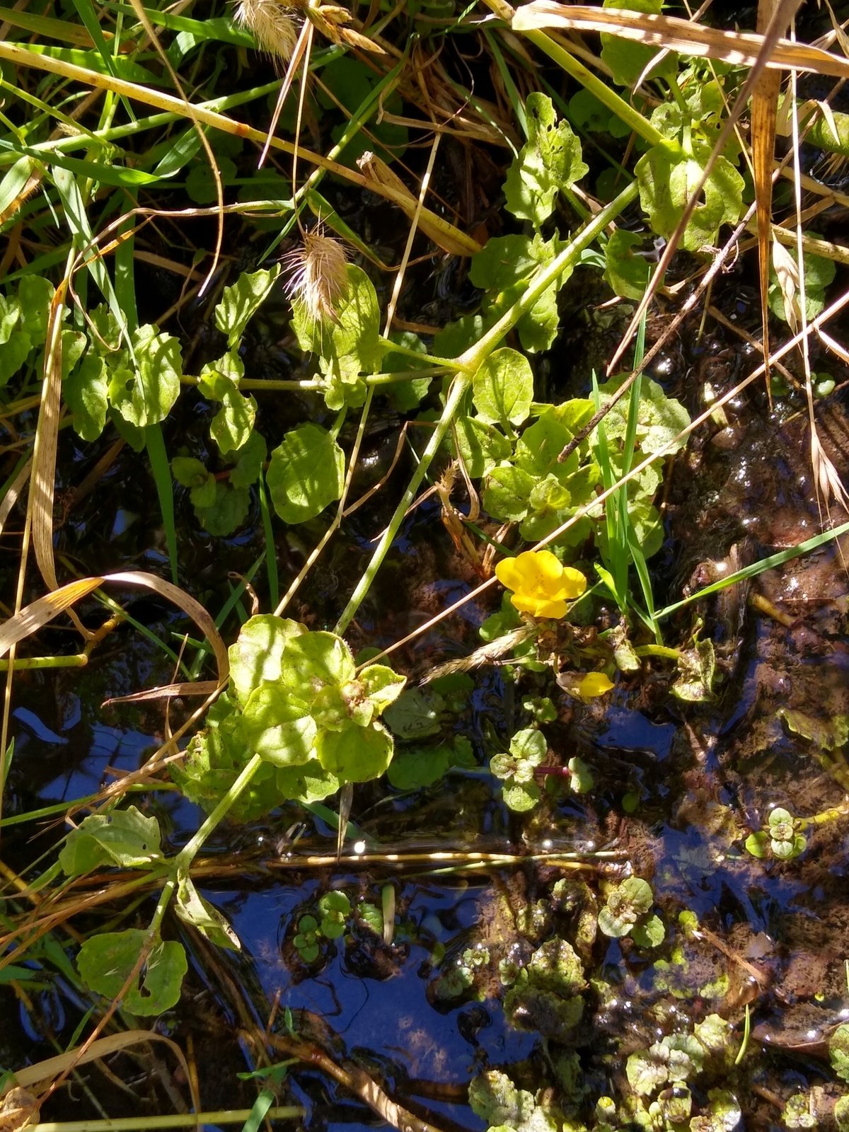 Seep monkeyflower