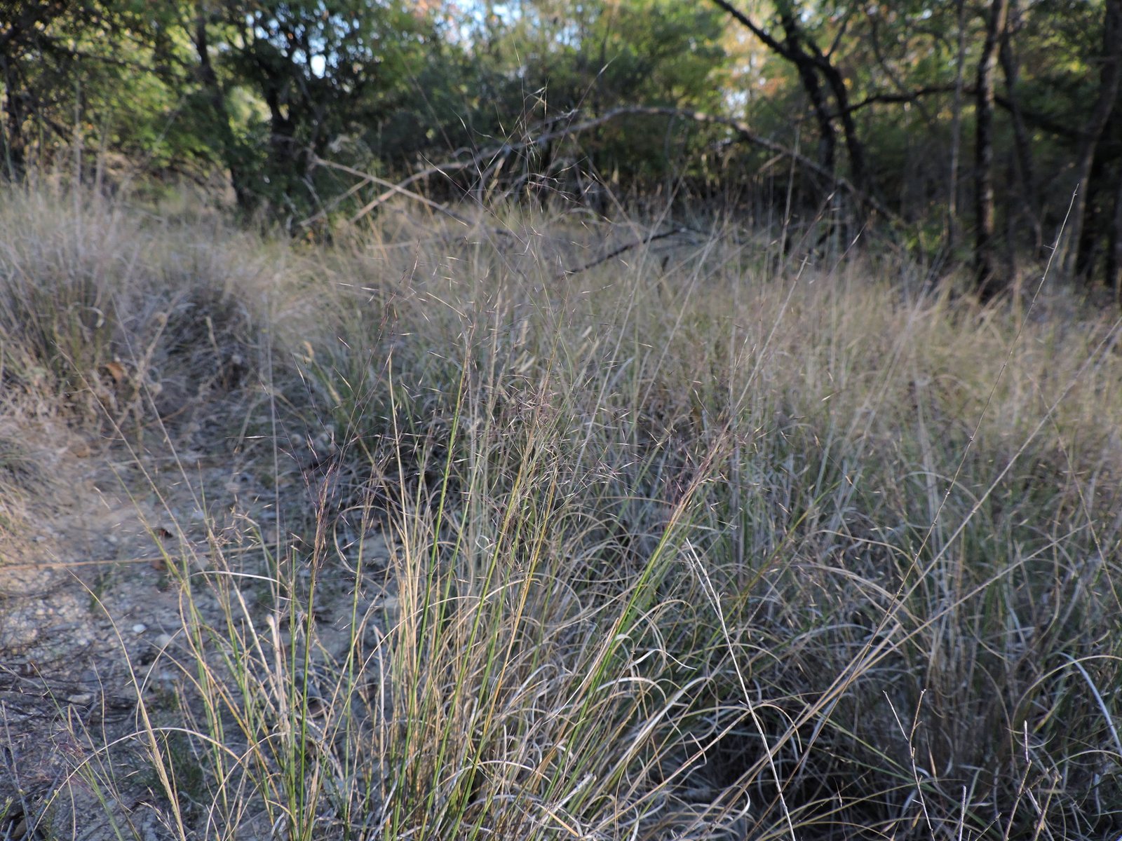 Seep muhly