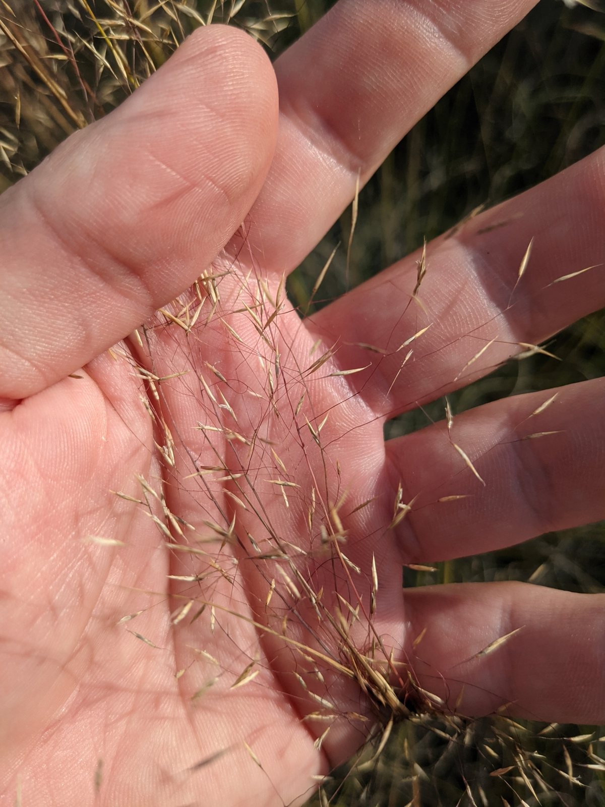 Seep muhly