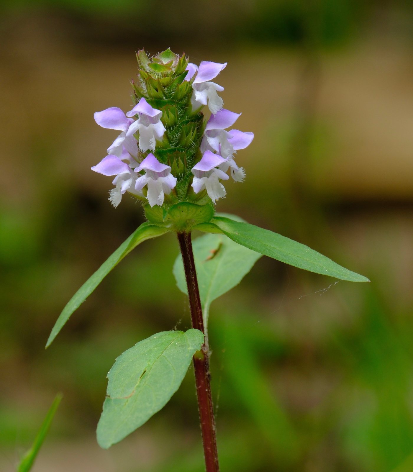 Selfheal