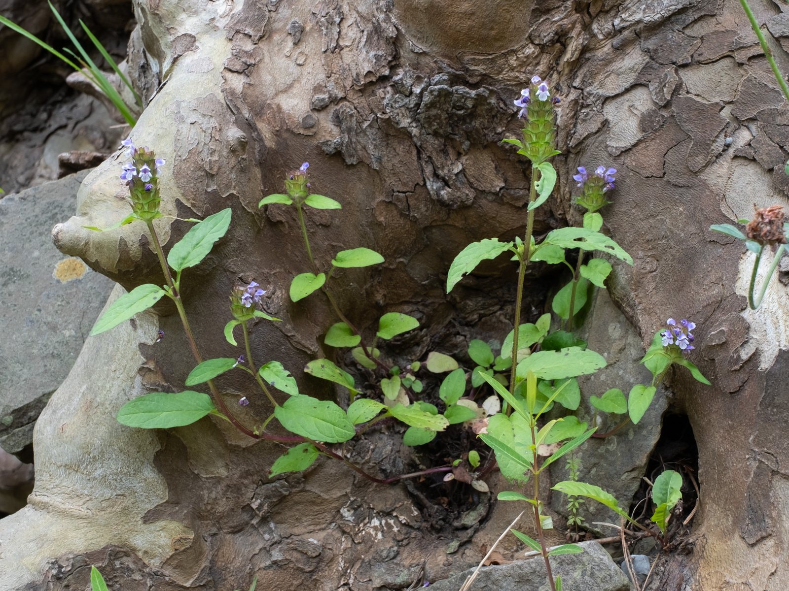 Selfheal