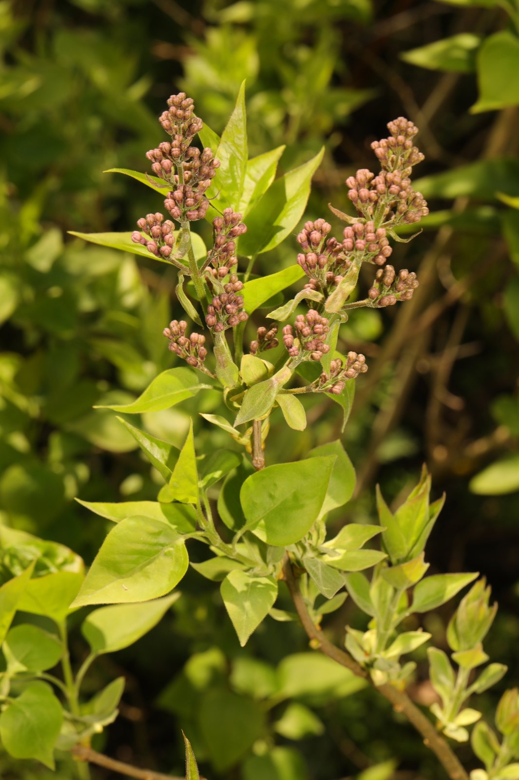Sensation lilac