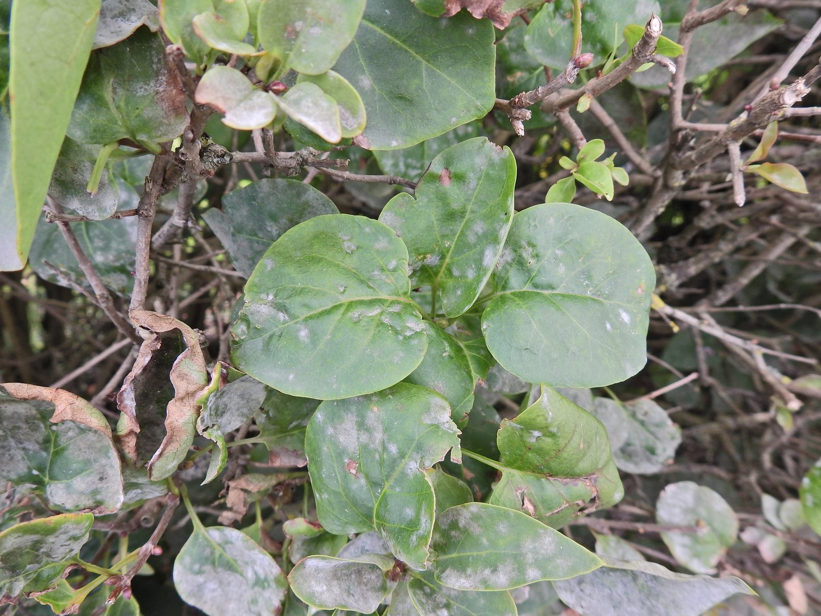 Sensation lilac