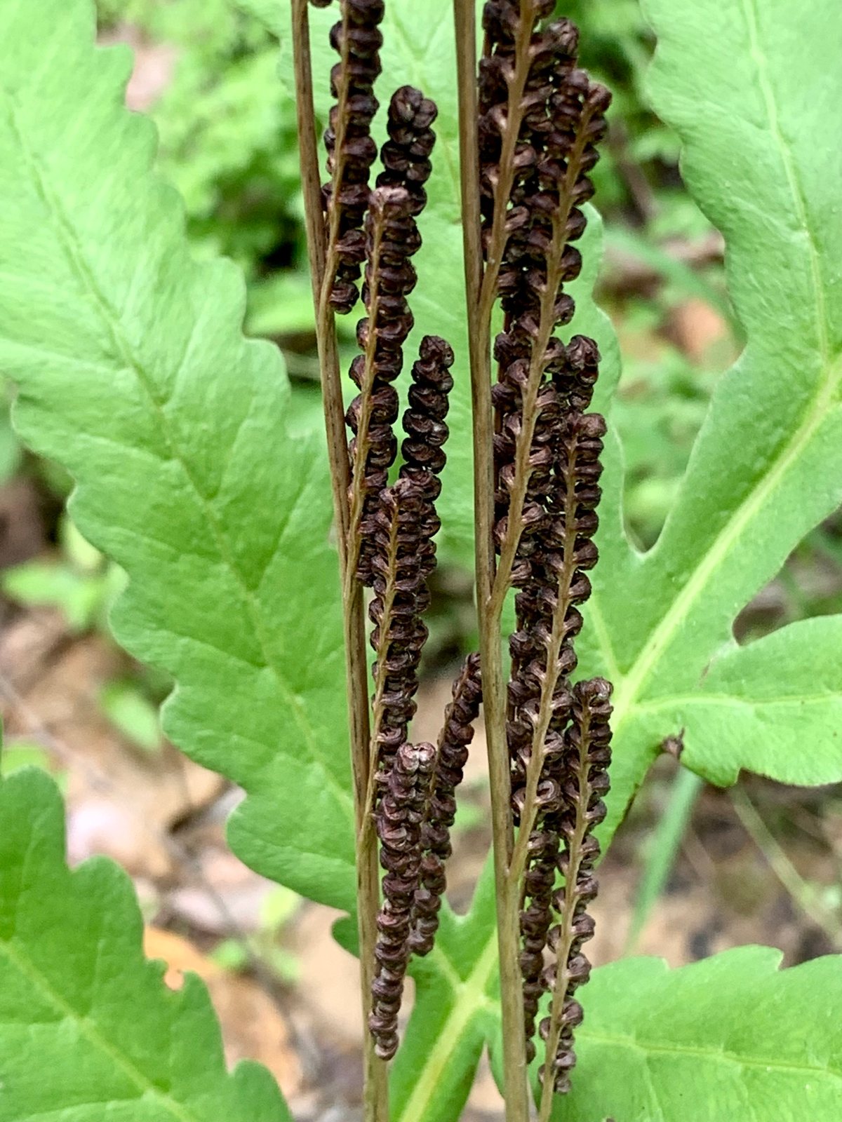 Sensitive fern