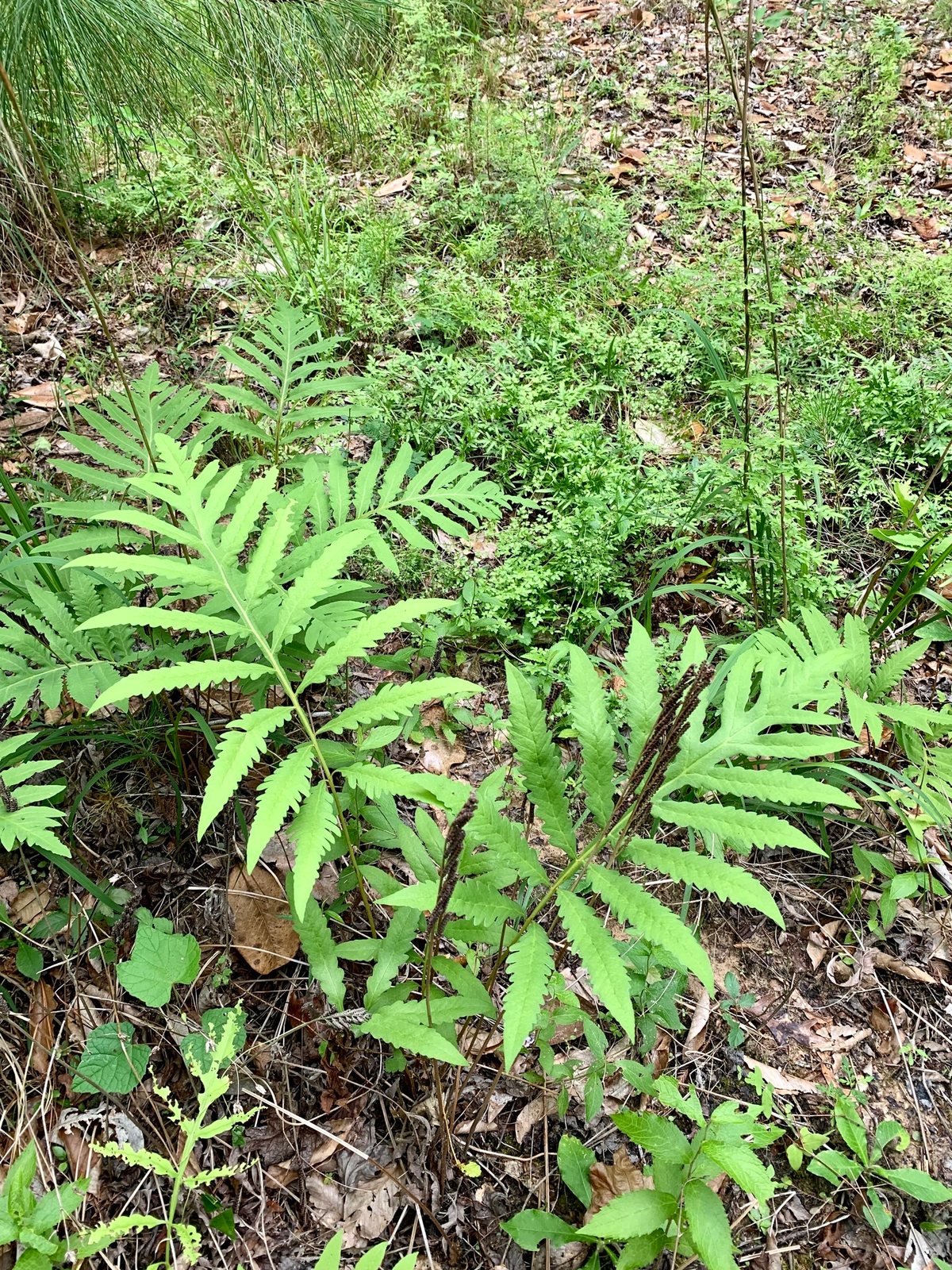 Sensitive fern