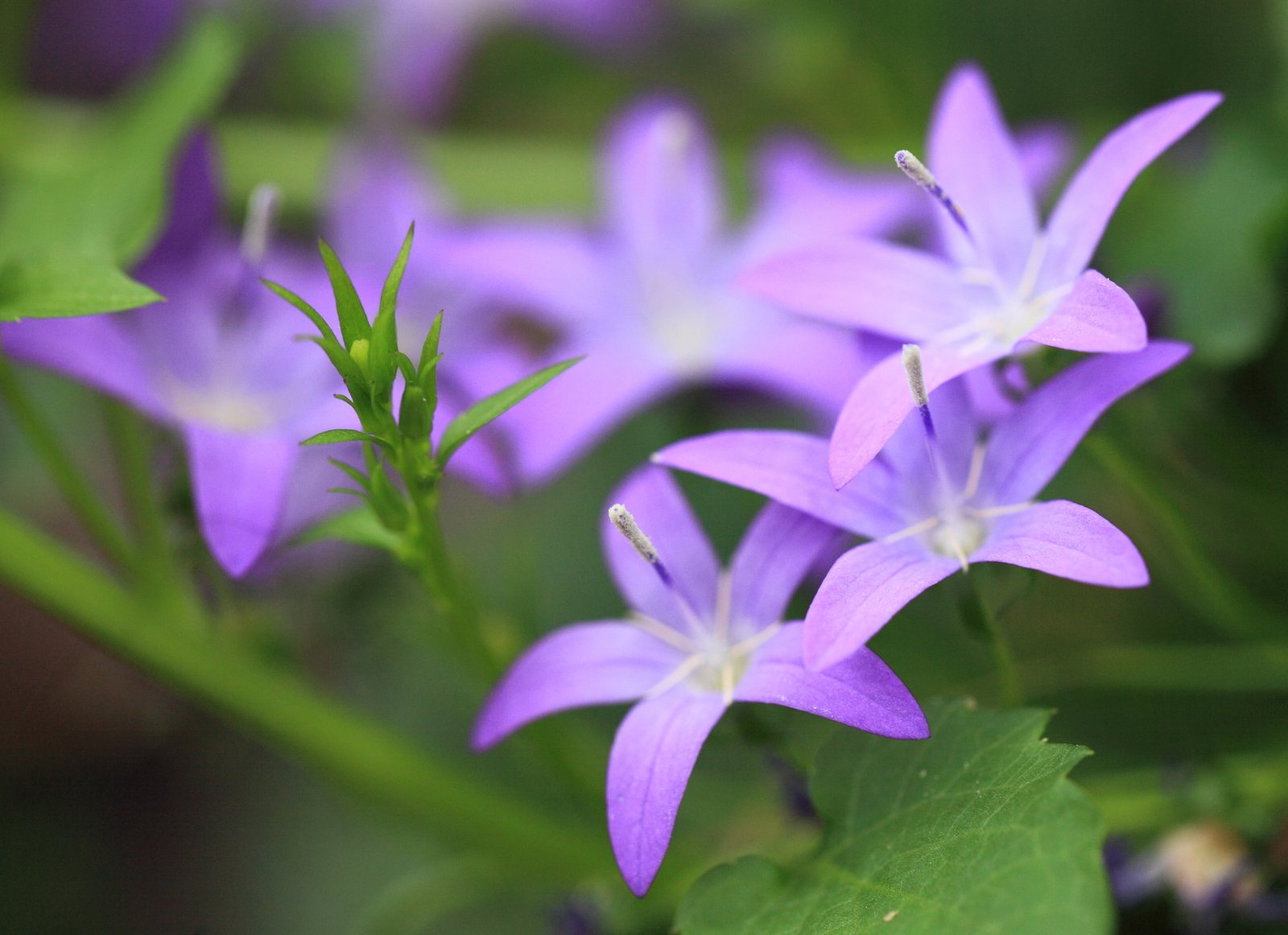 Serbian bellflower