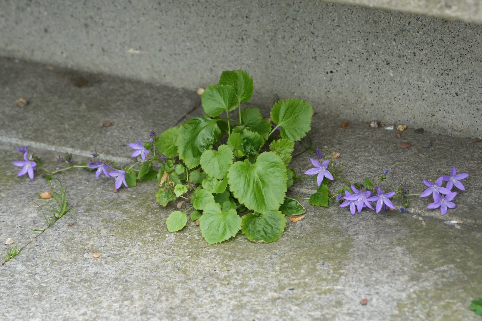Serbian bellflower