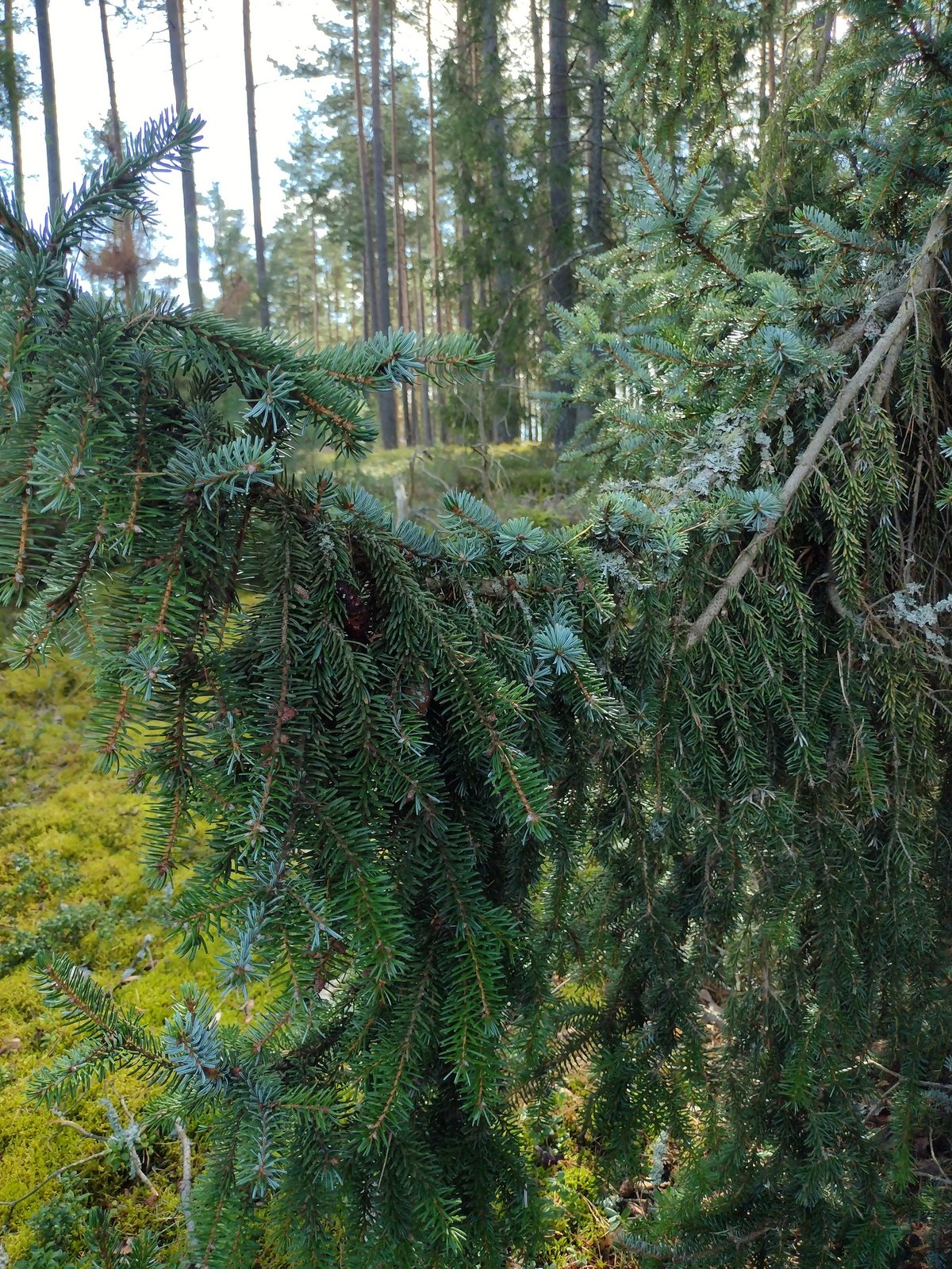Serbian spruce