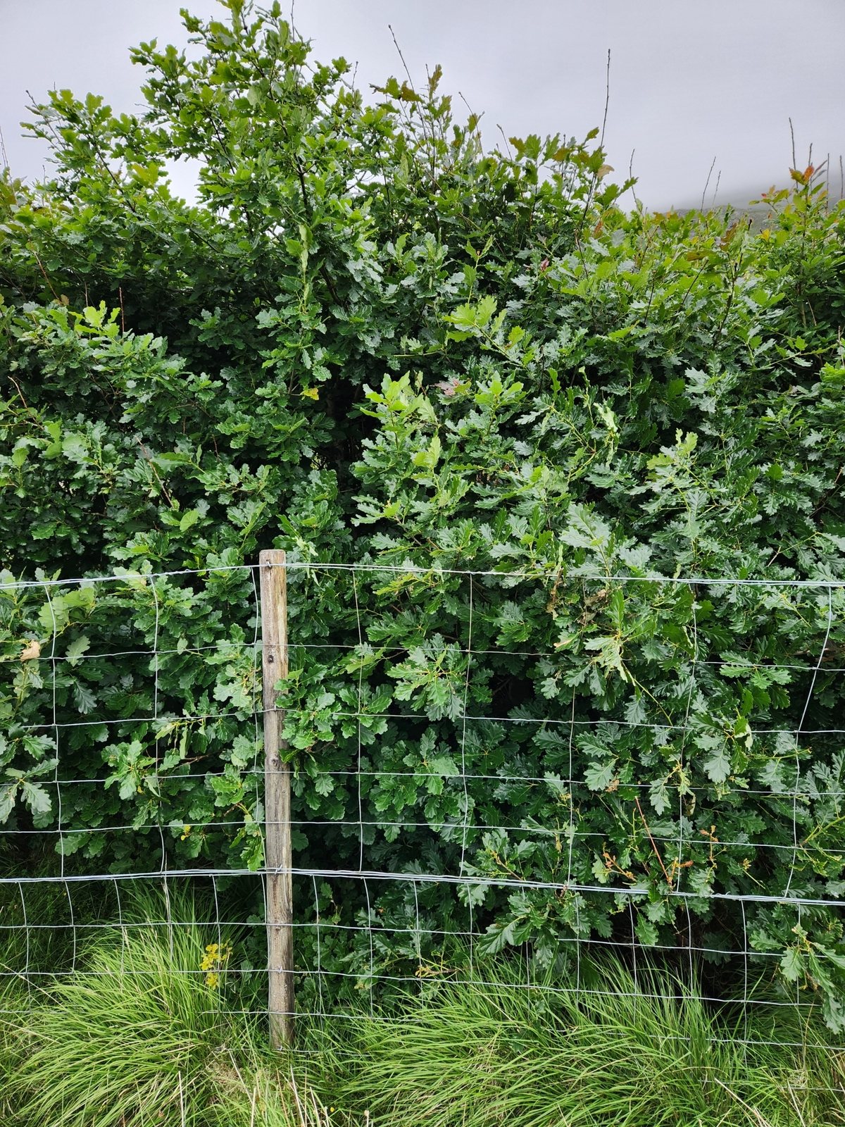 Sessile oak
