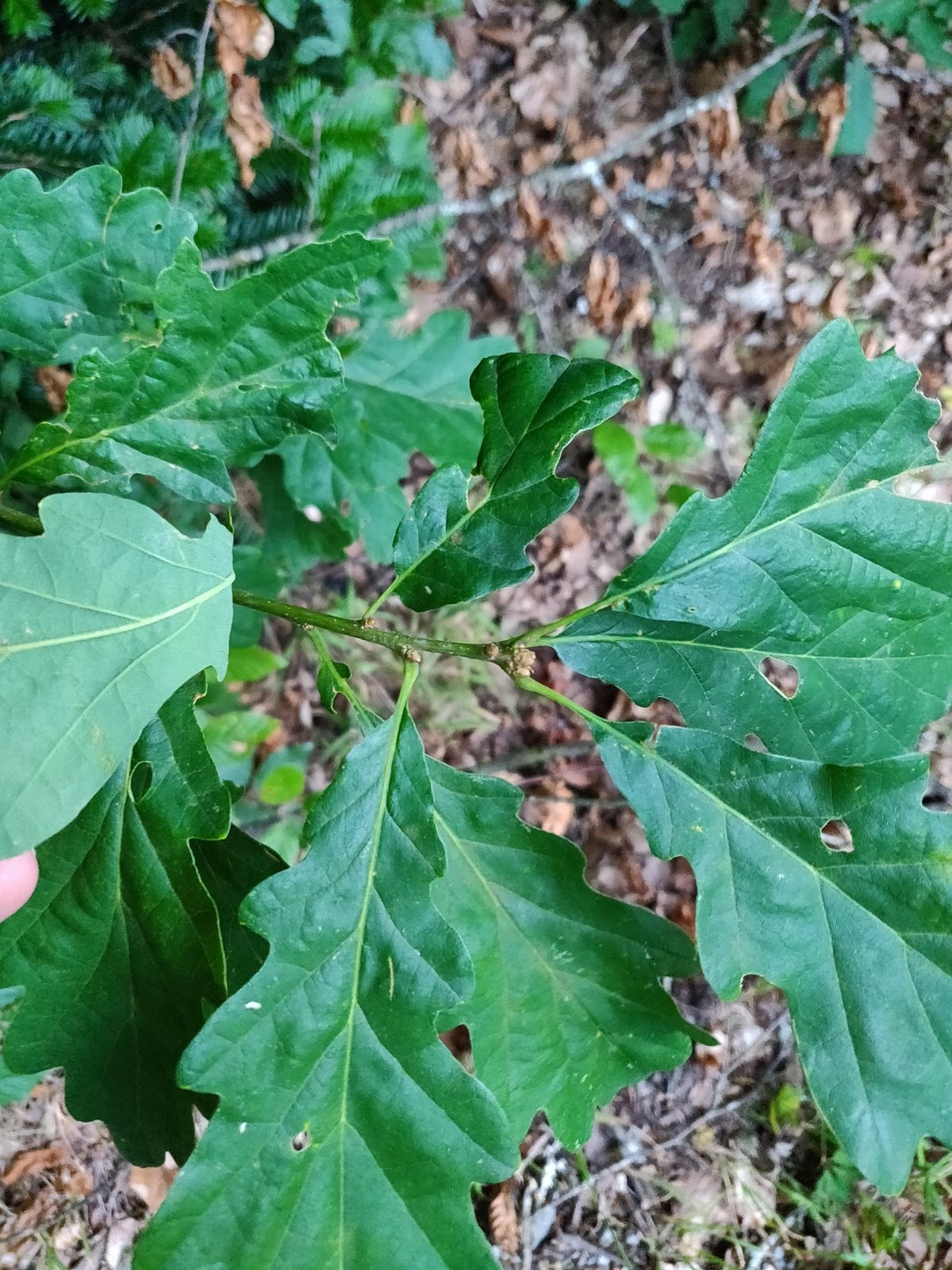 Sessile oak