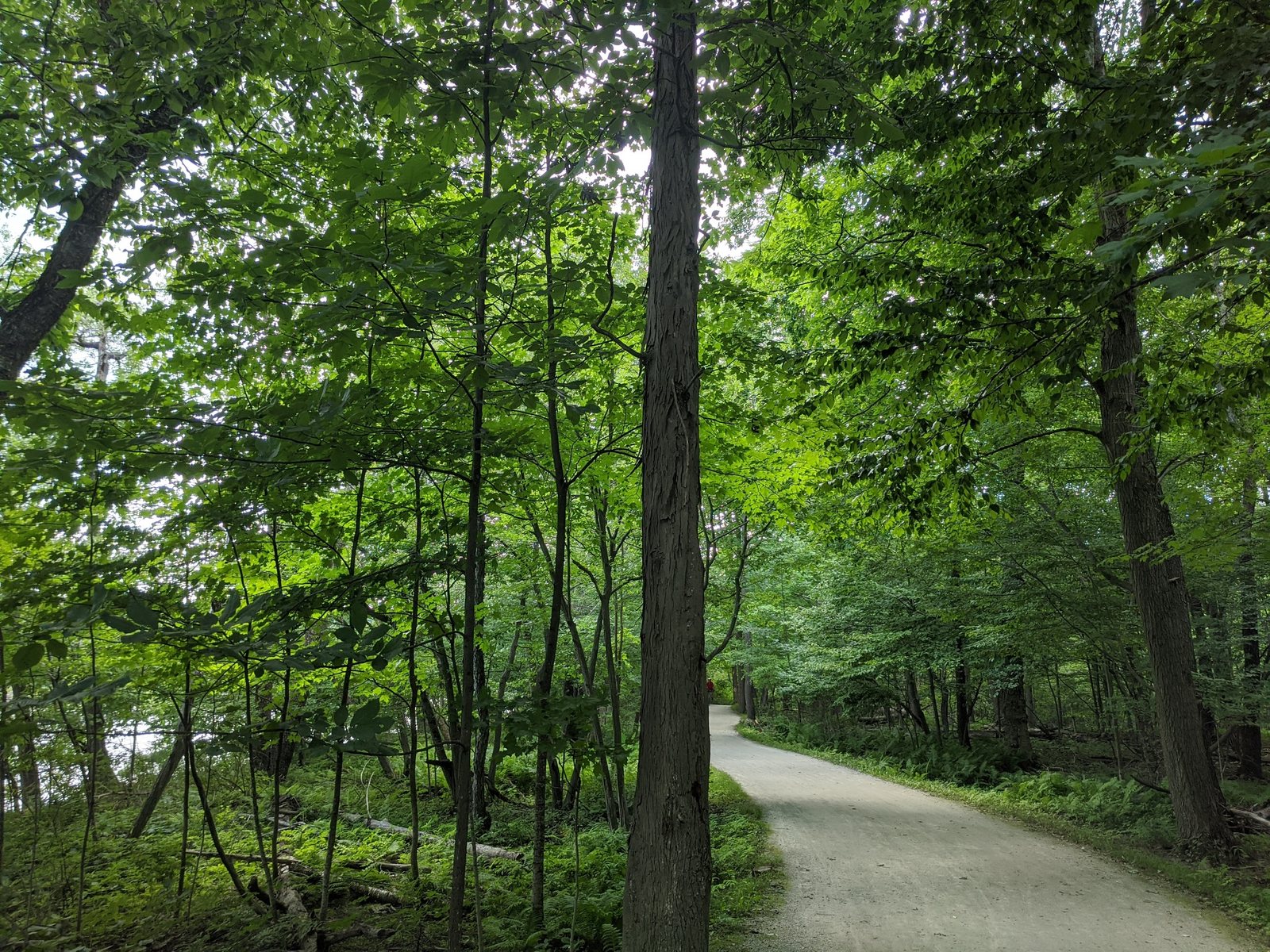 Shagbark hickory