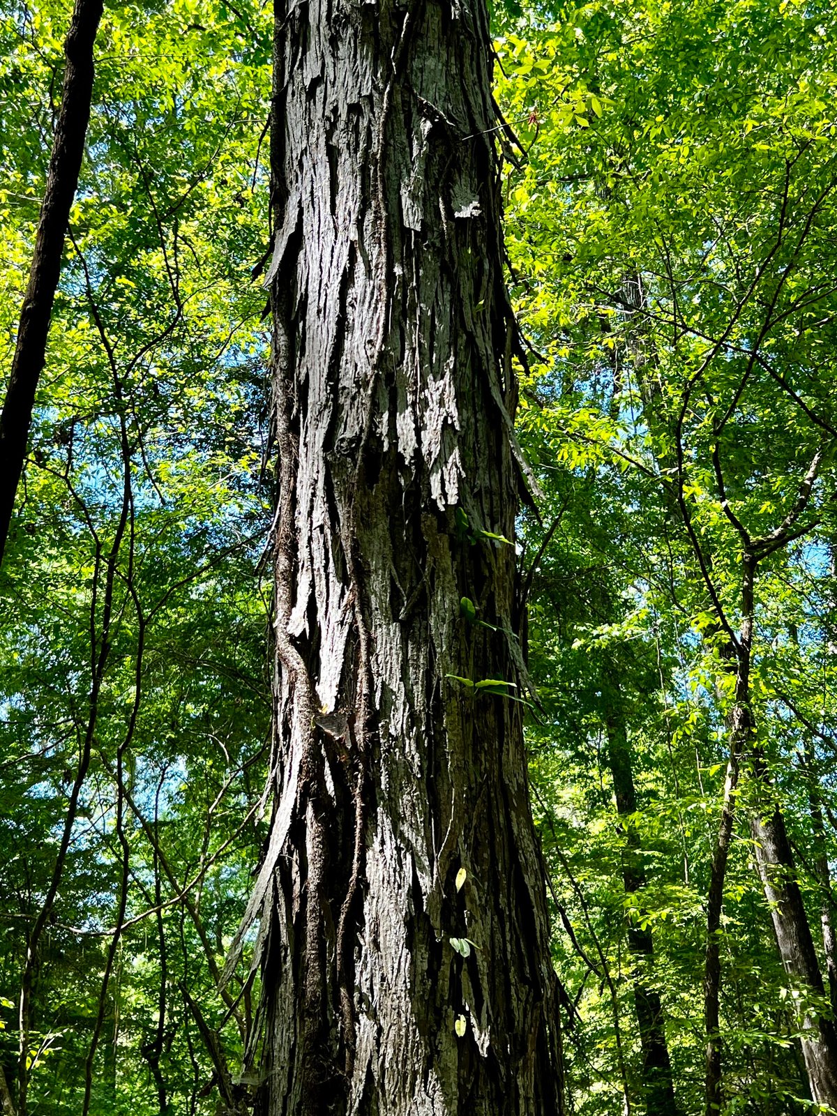 Shagbark hickory
