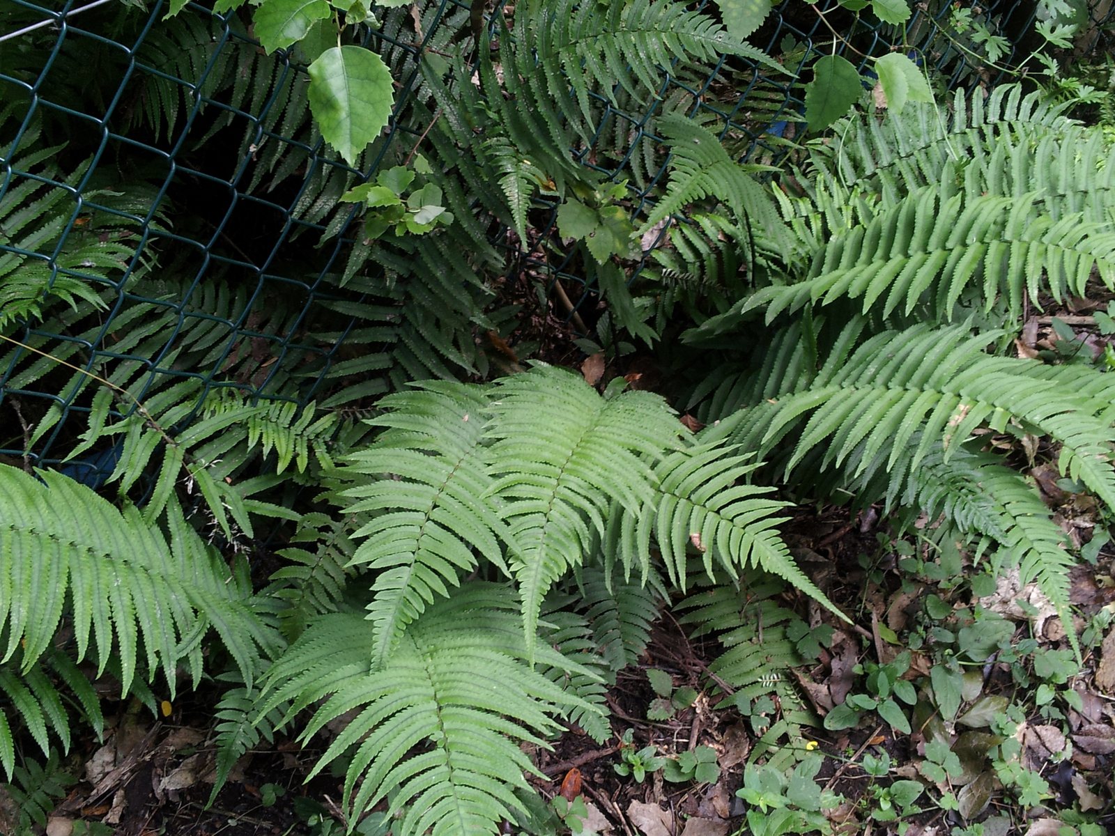 Shaggy shield fern