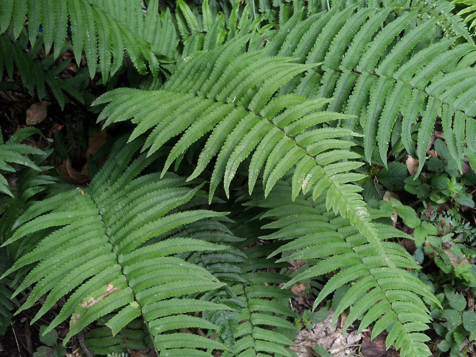 Shaggy shield fern