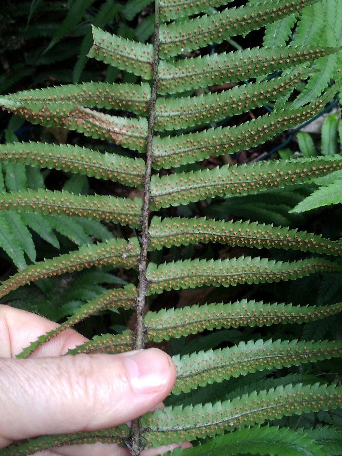 Shaggy shield fern