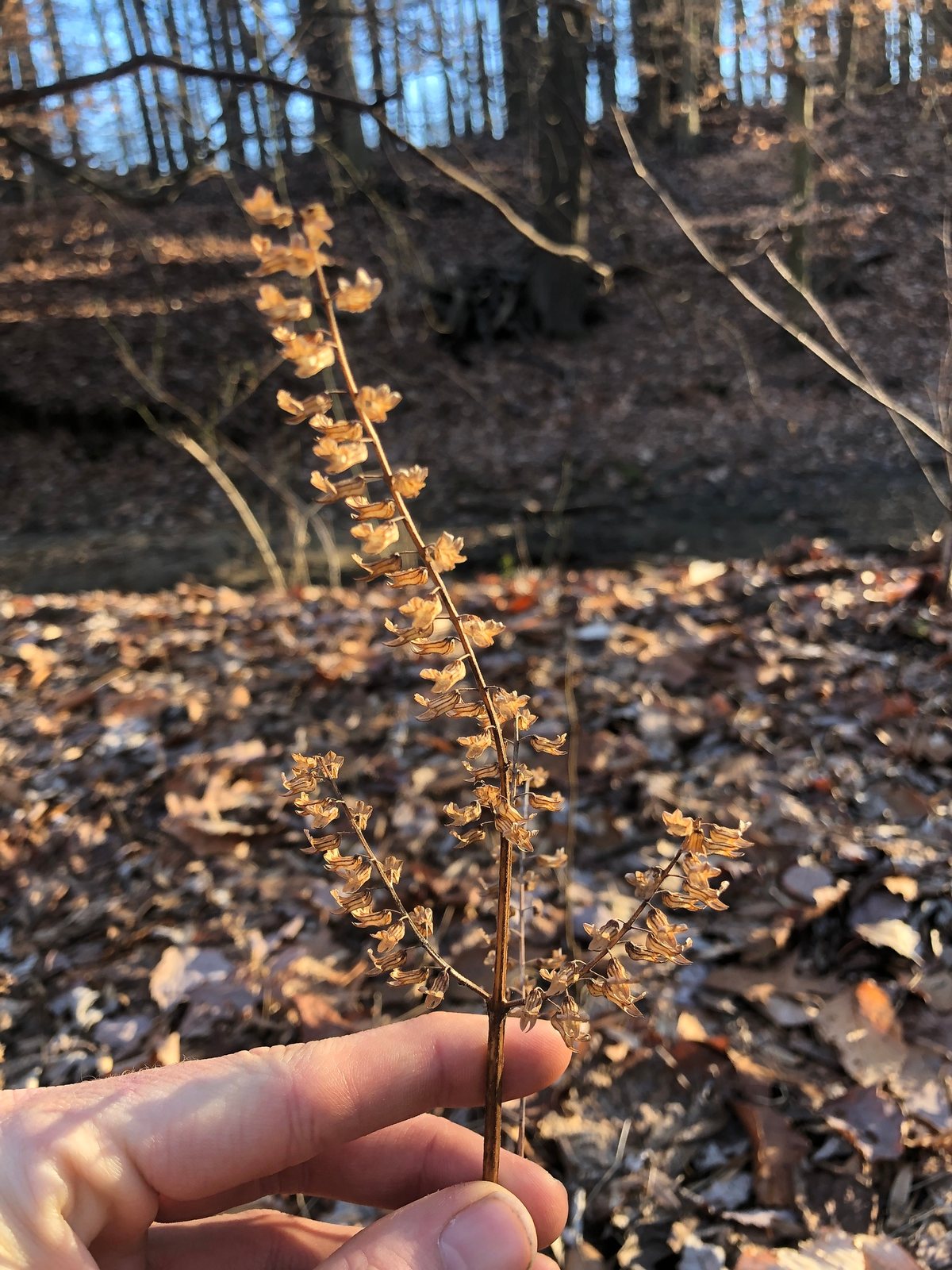 Shiso (perilla)