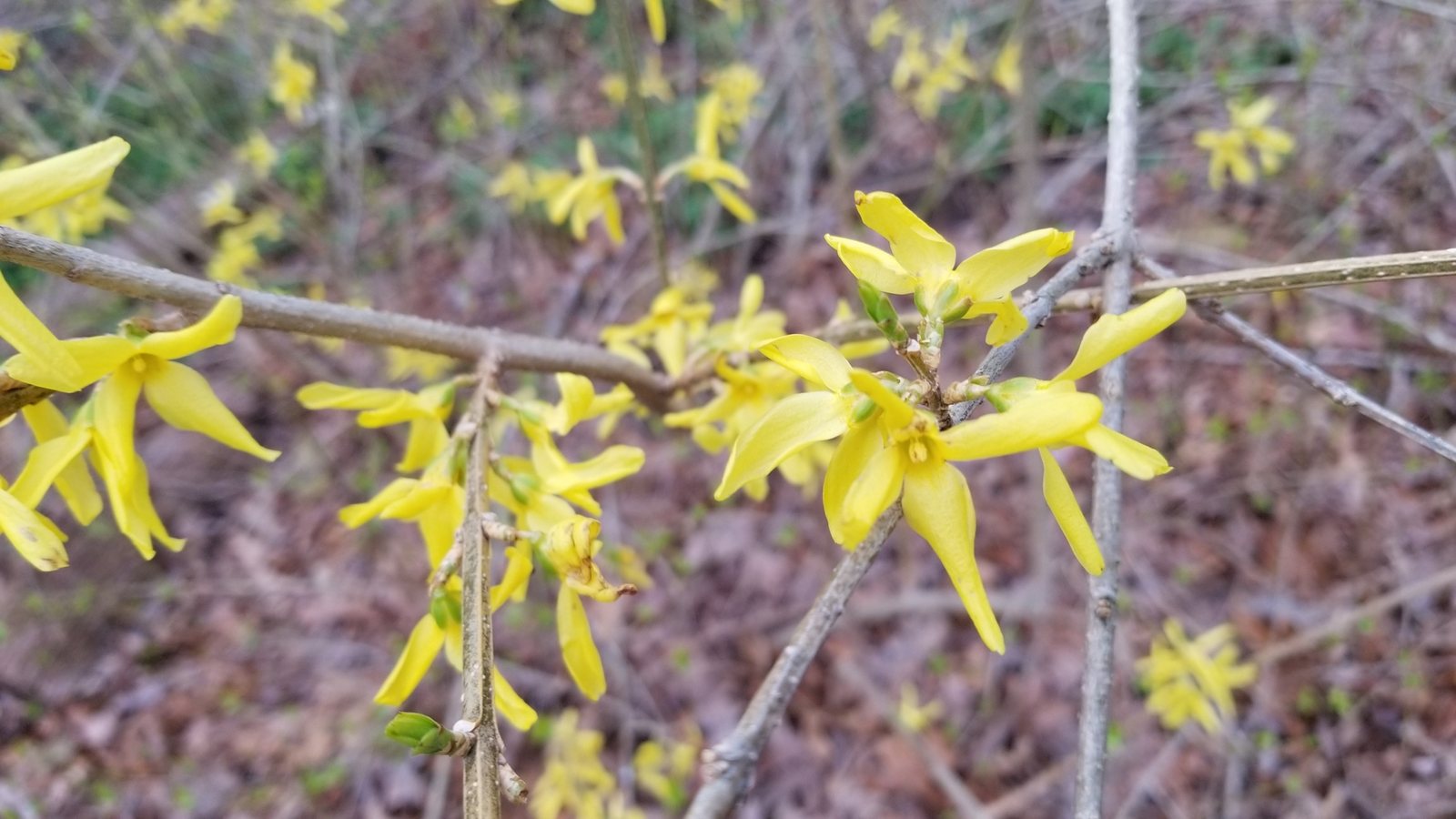 Show Off forsythia