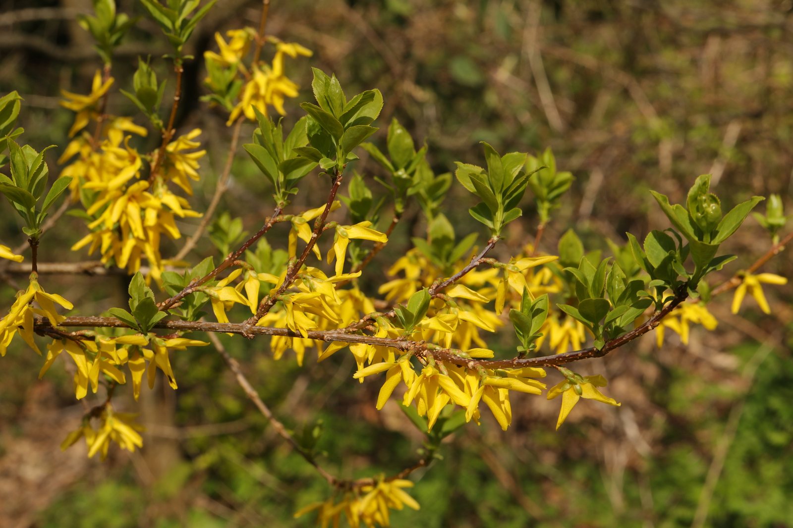 Show Off forsythia
