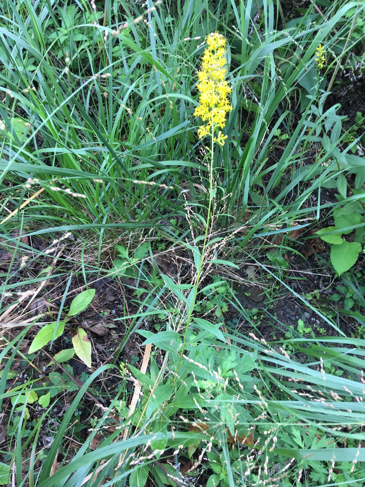 Showy goldenrod