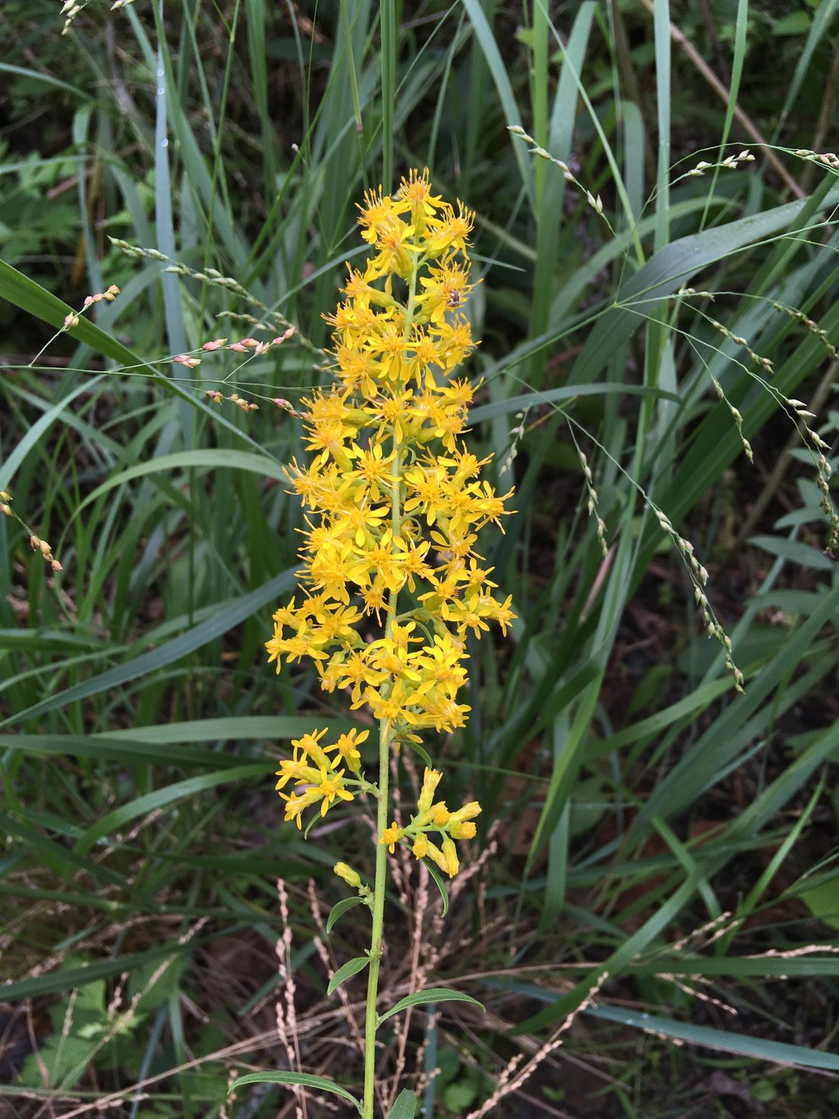 Showy goldenrod
