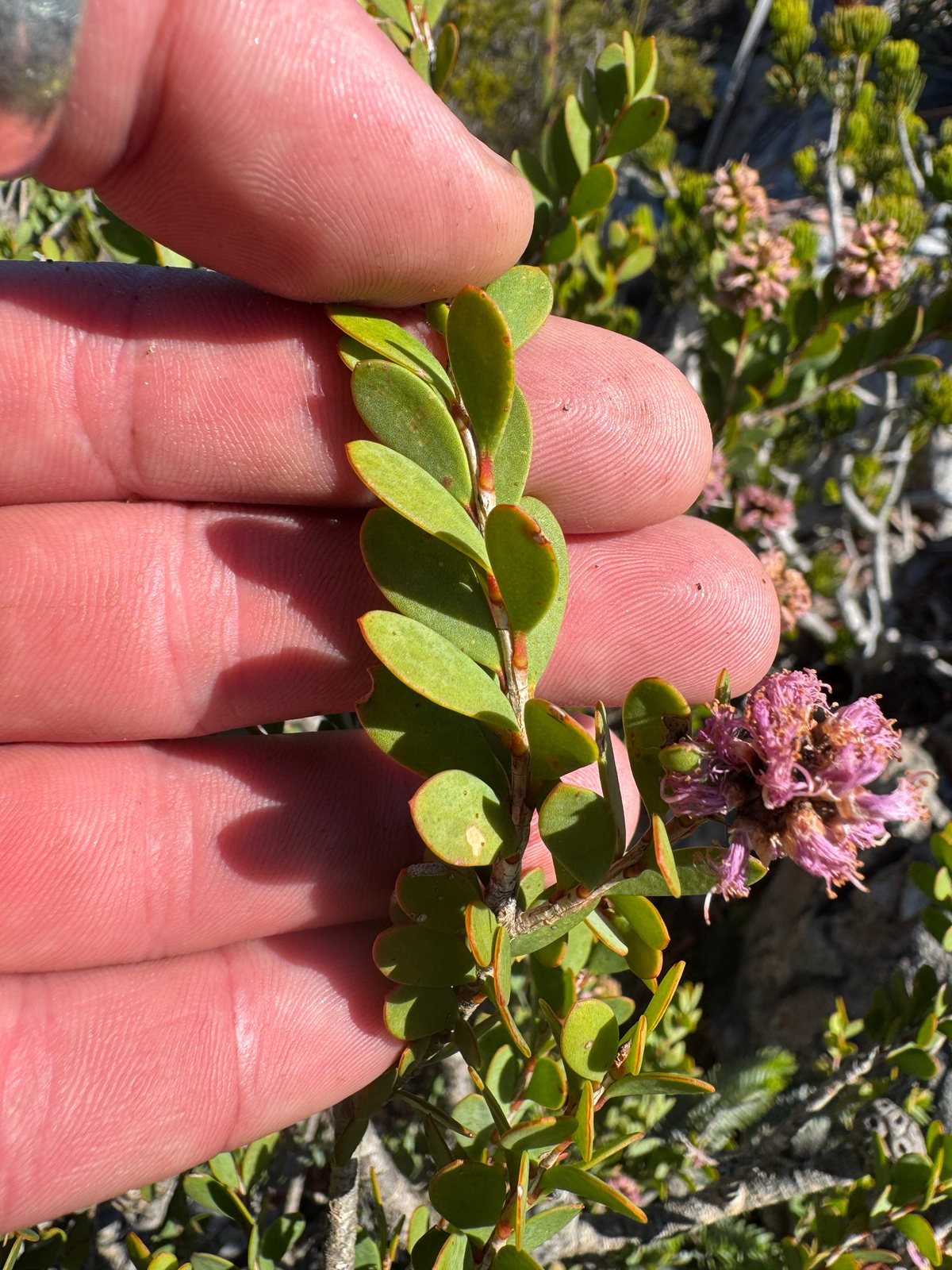 Showy honey myrtle