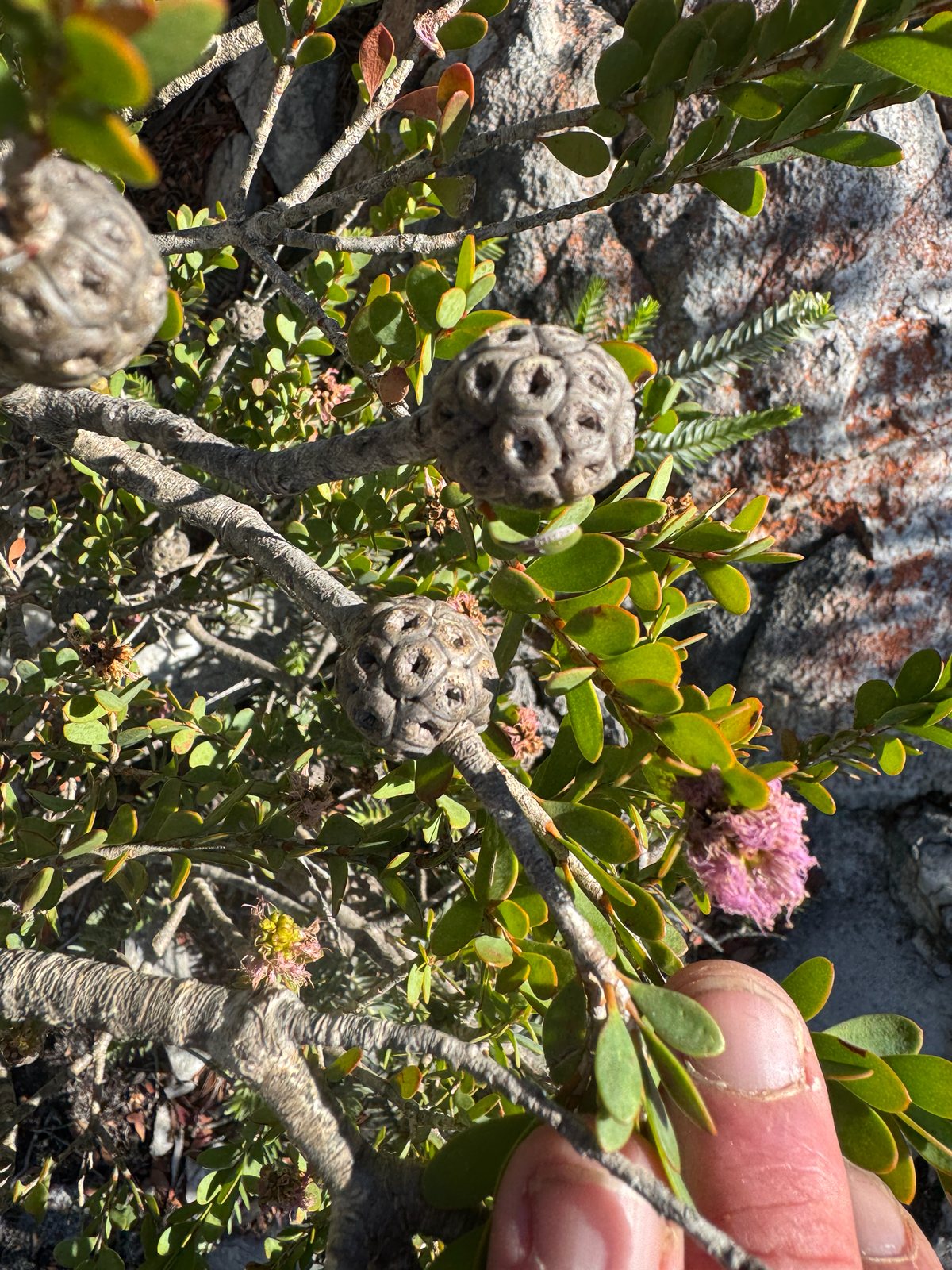 Showy honey myrtle