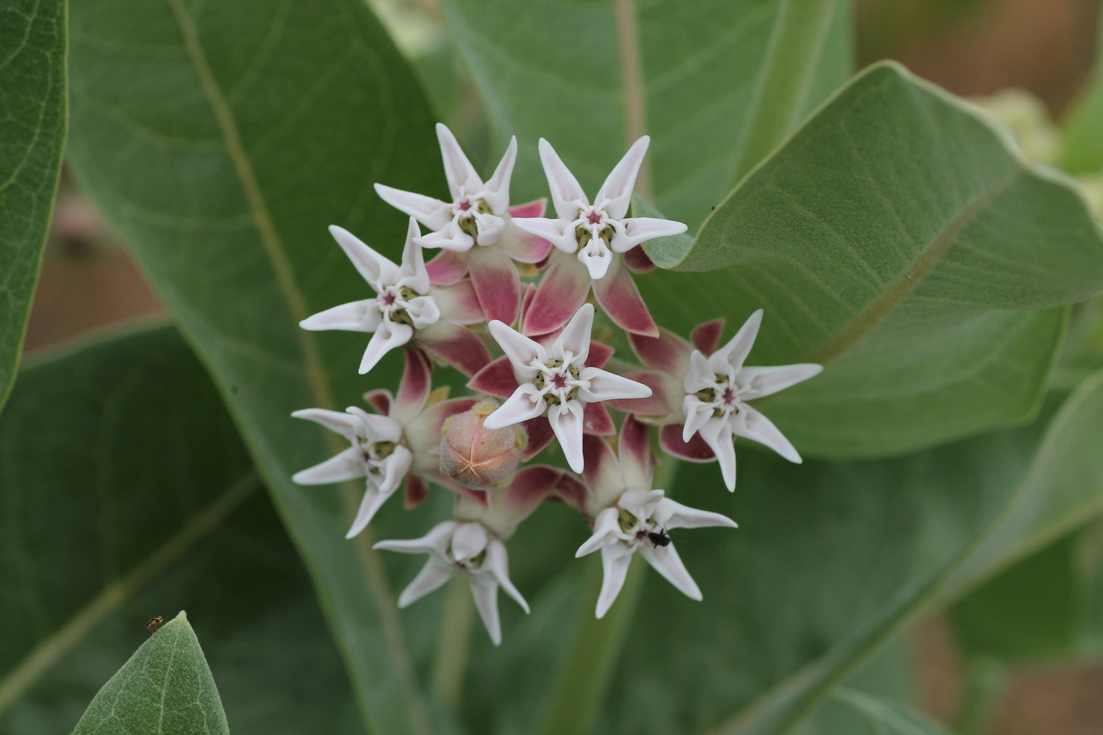 Showy milkweed