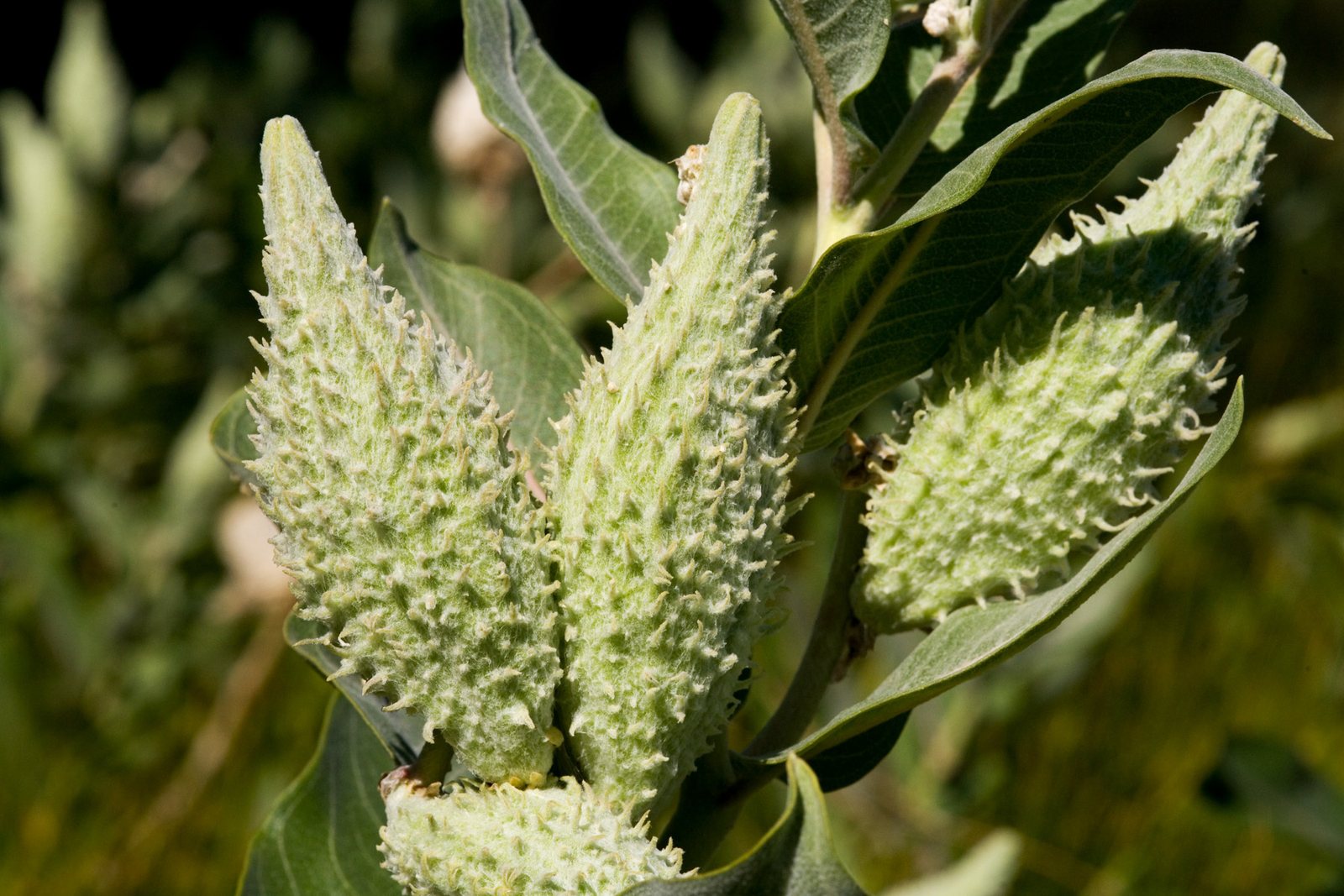 Showy milkweed