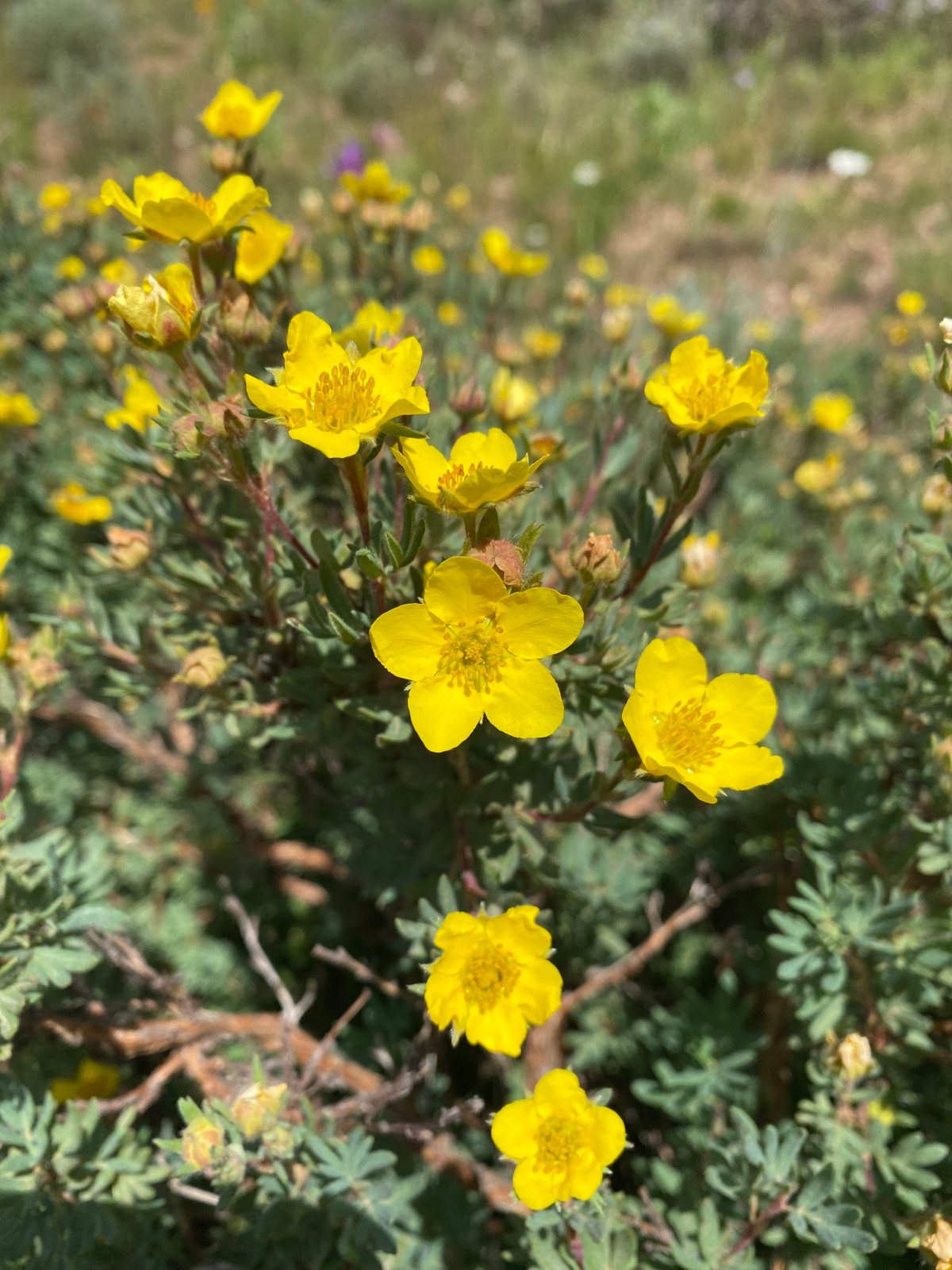 Shrubby cinquefoil