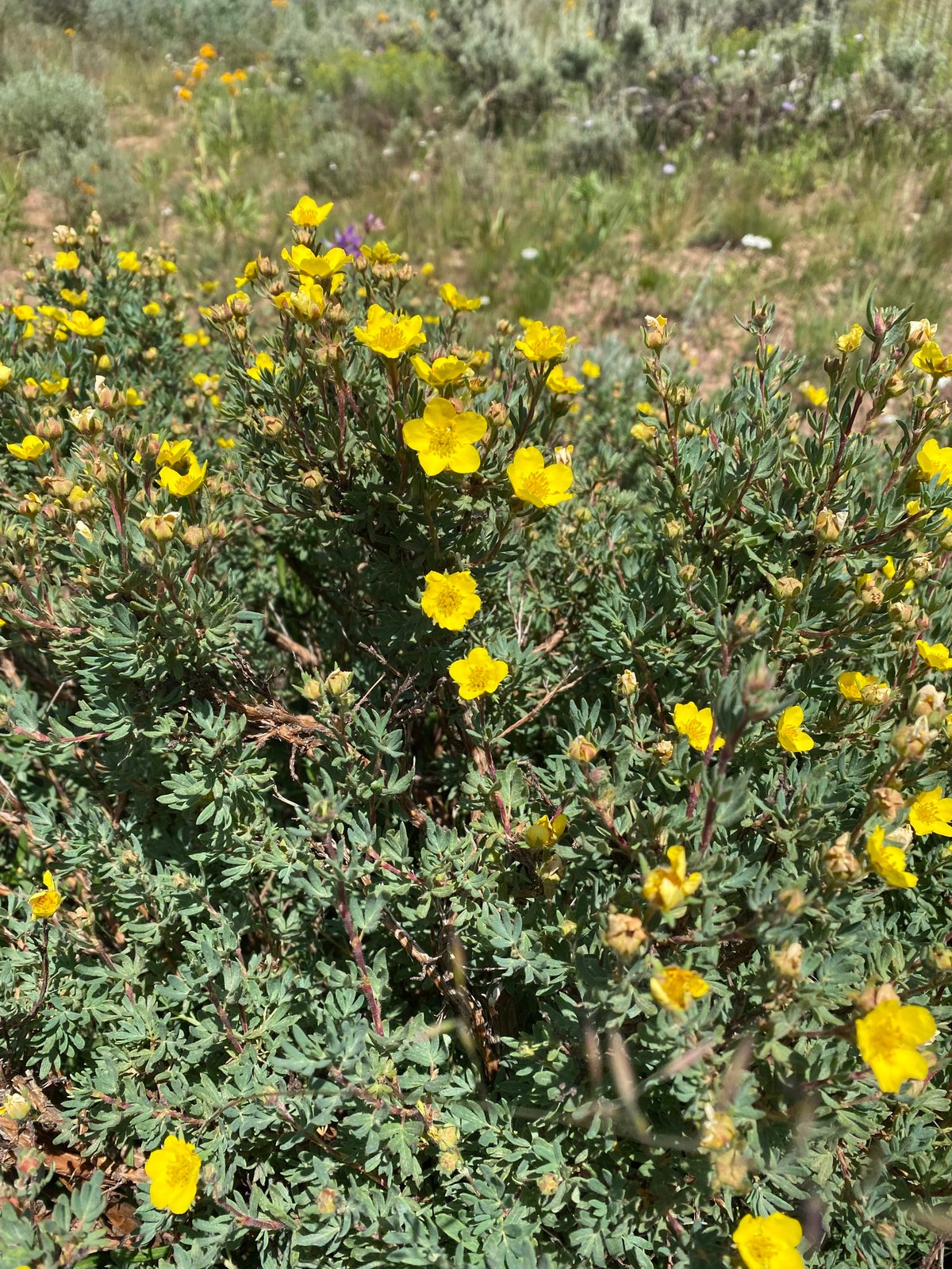 Shrubby cinquefoil