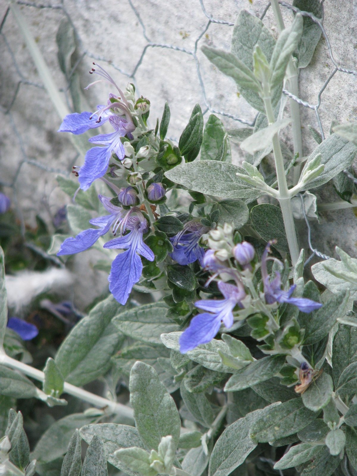 Shrubby germander