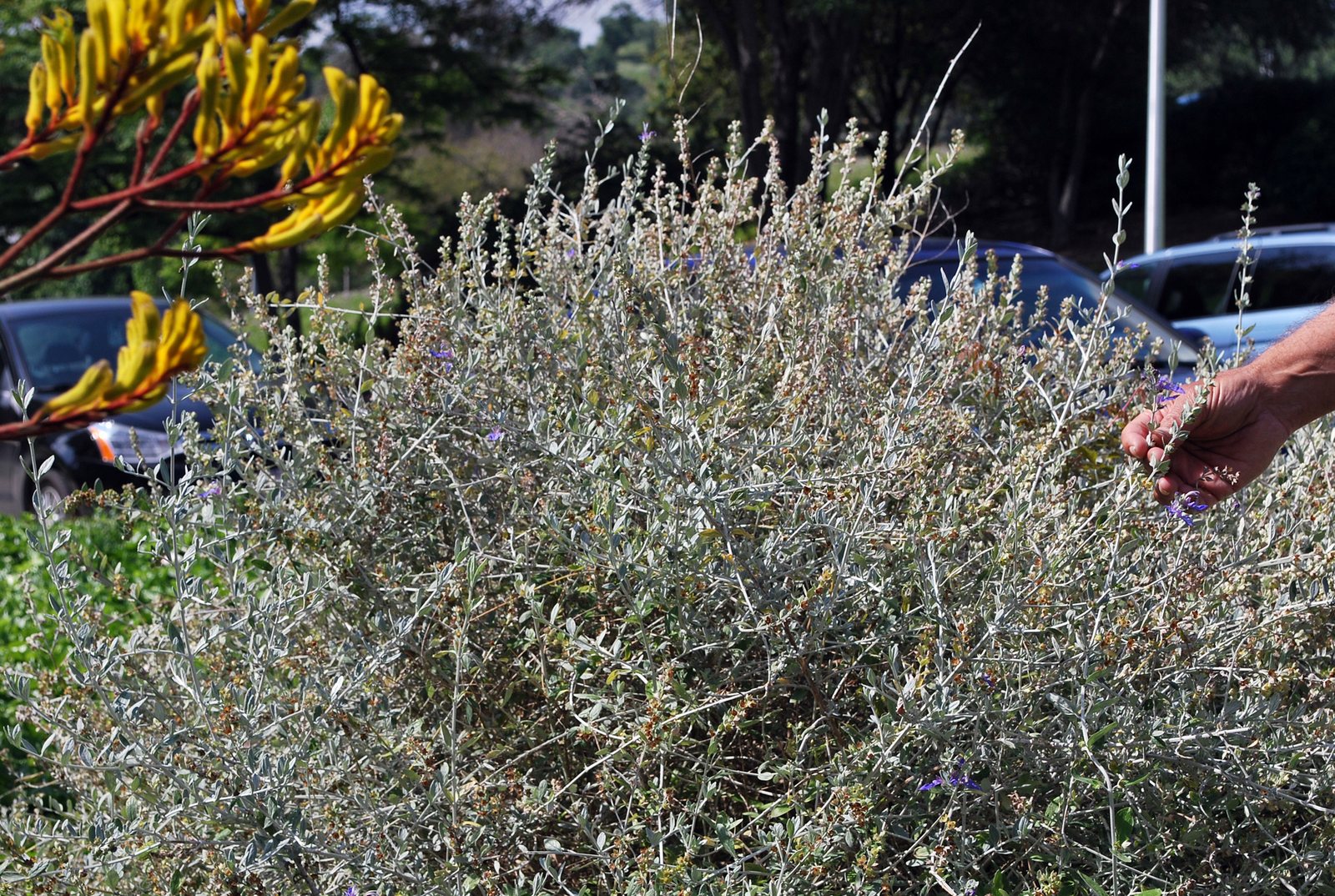 Shrubby germander