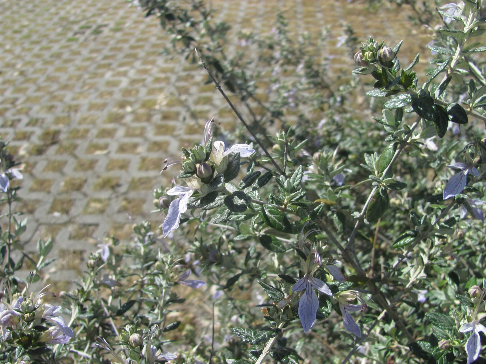 Shrubby germander
