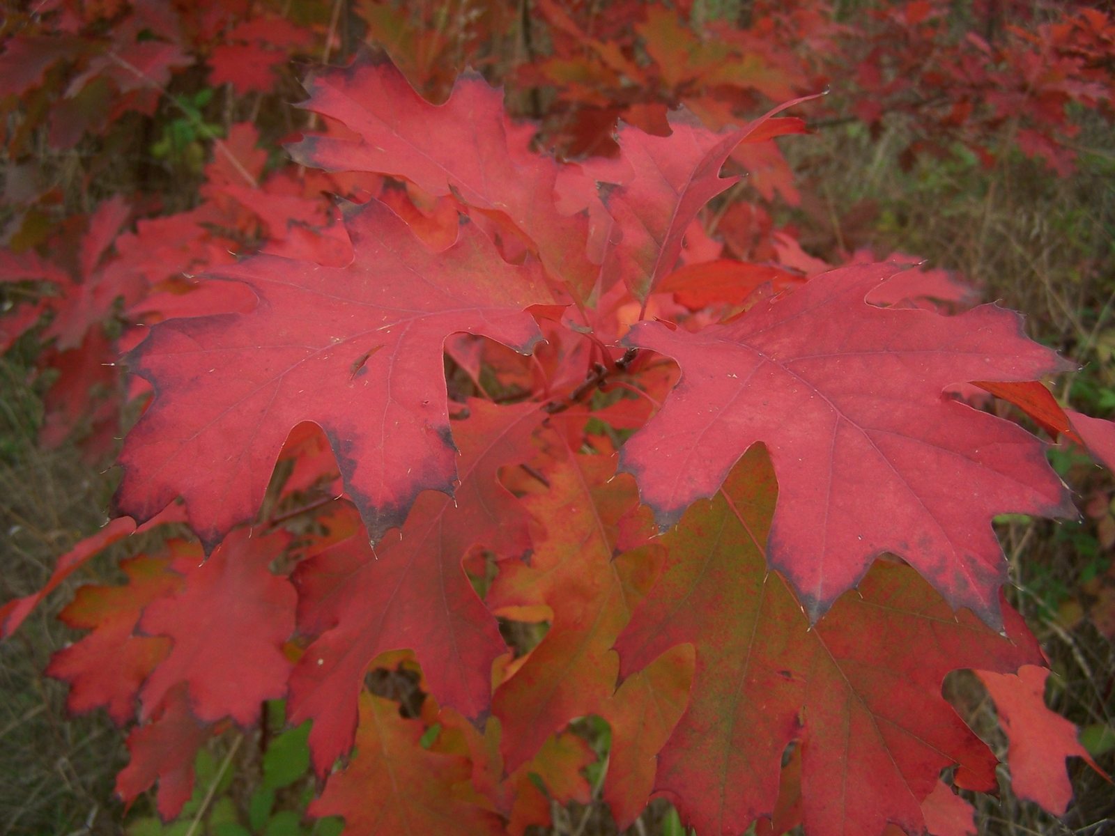 Shumard oak