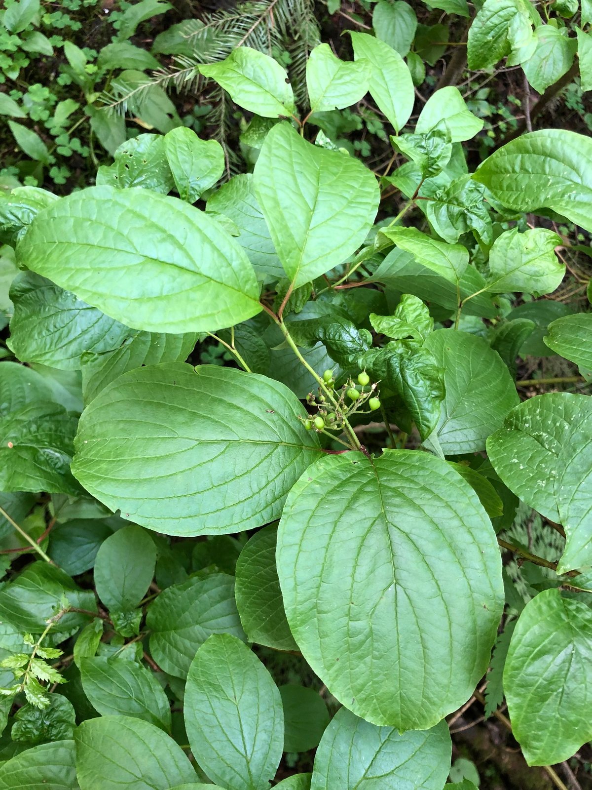 Siberian dogwood