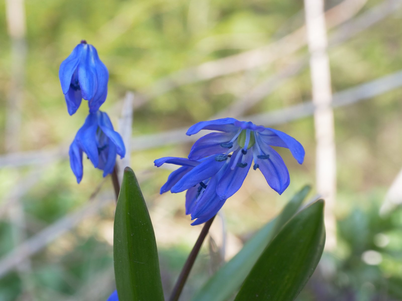 Siberian squill