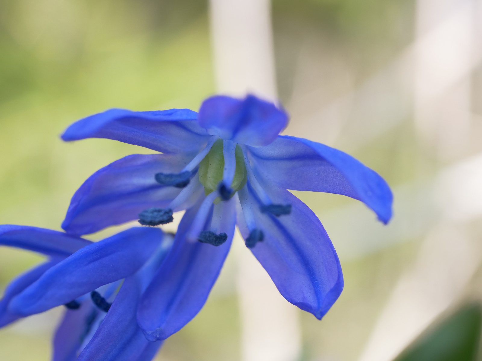 Siberian squill