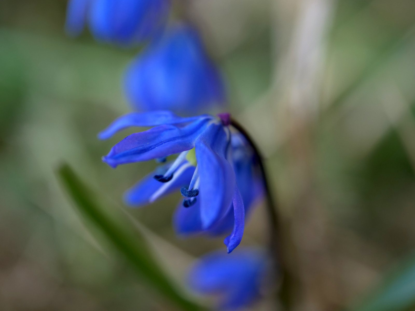Siberian squill