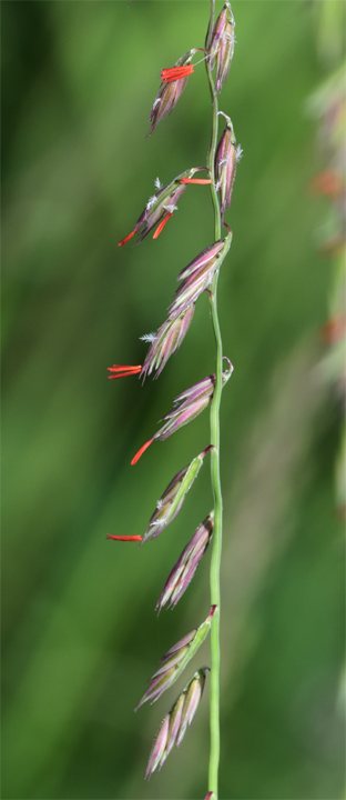 Sideoats grama