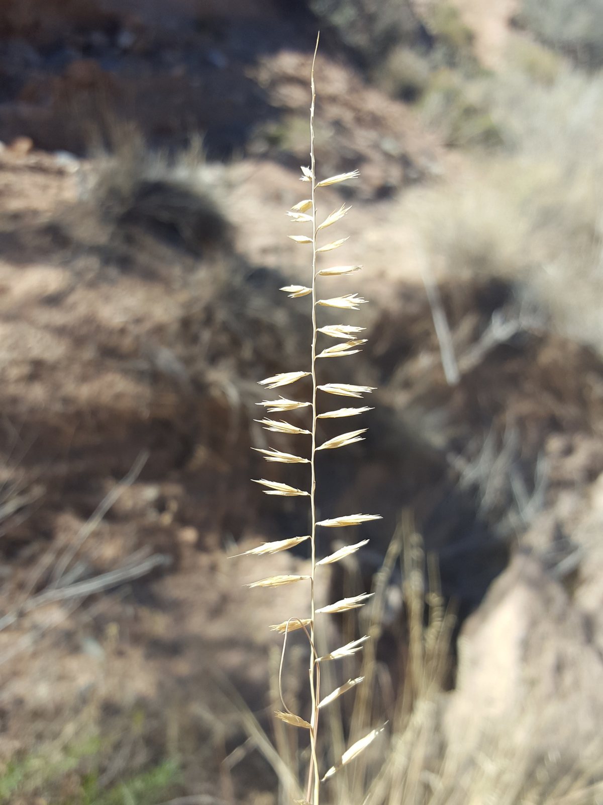 Sideoats grama