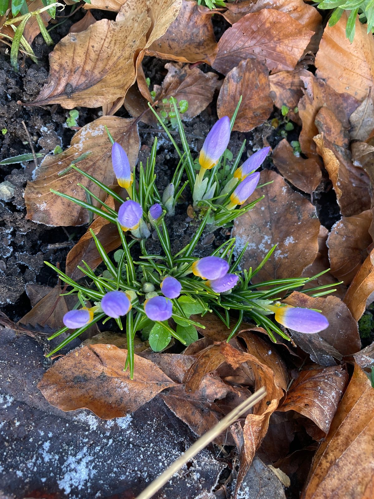 Sieber's crocus