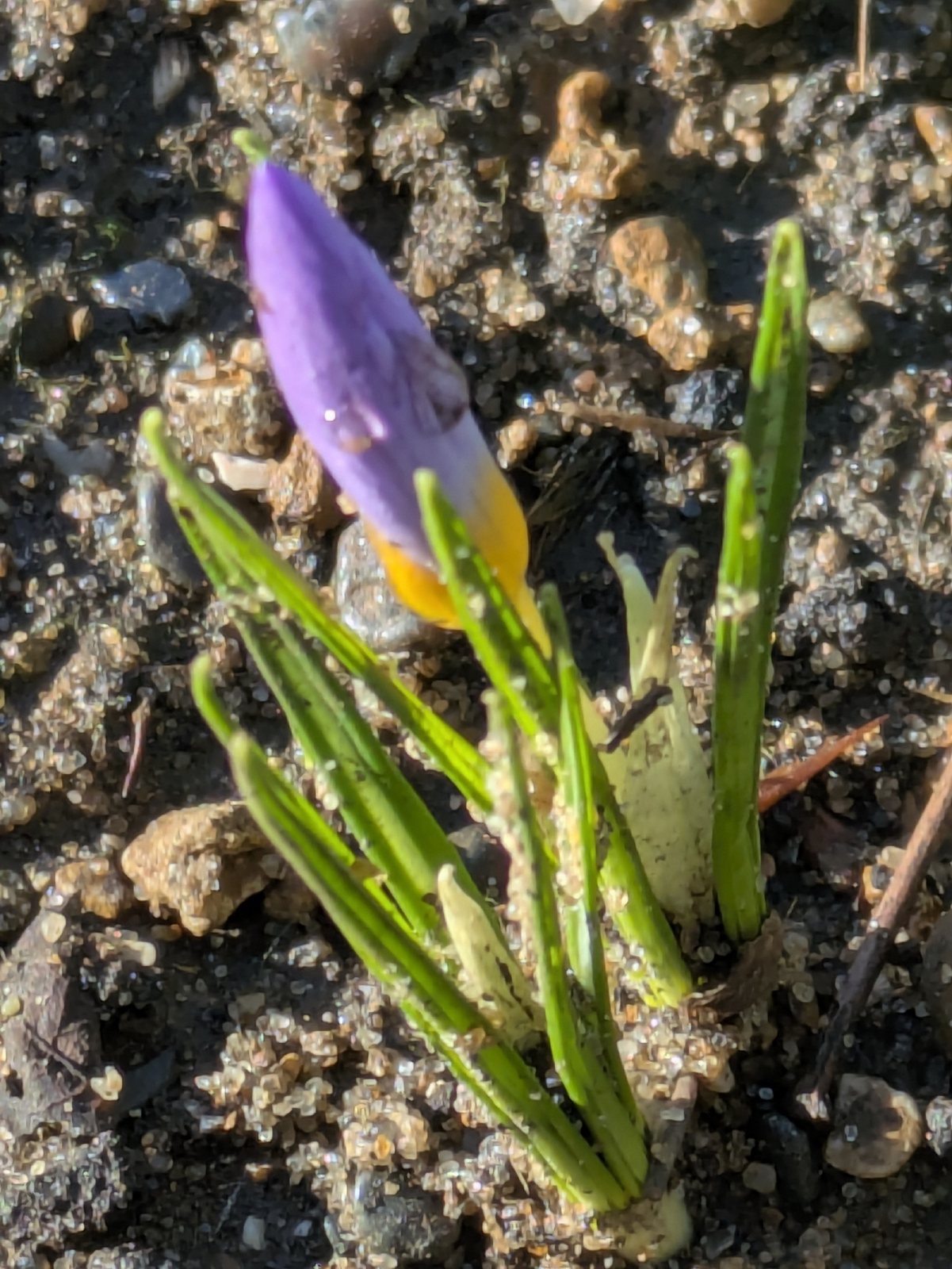Sieber's crocus