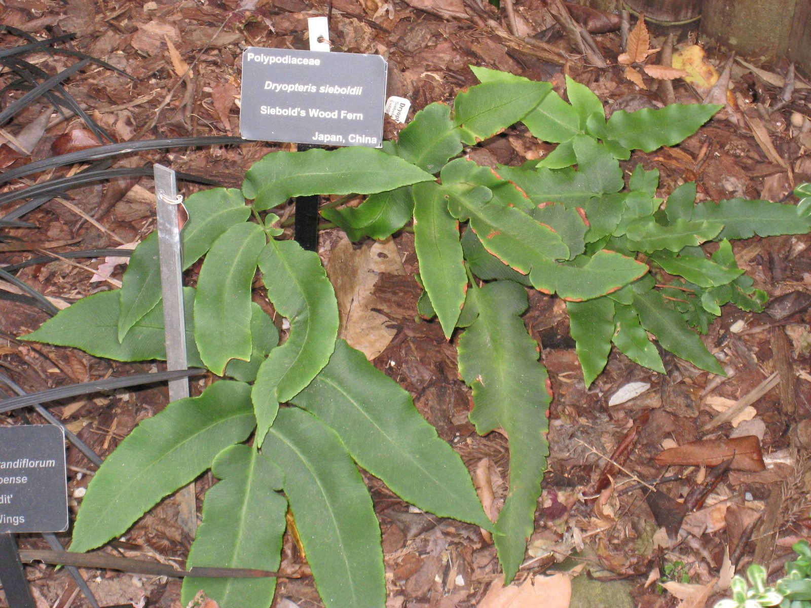 Siebold's wood fern