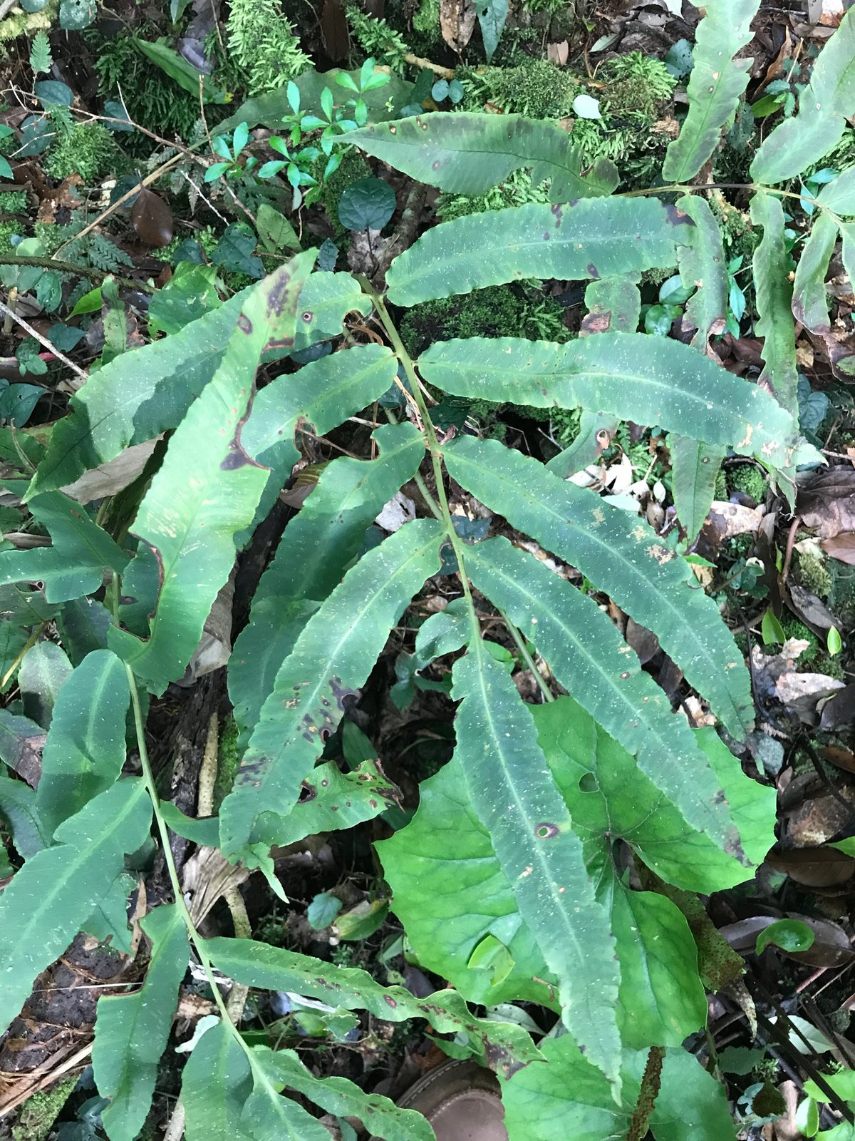 Siebold's wood fern