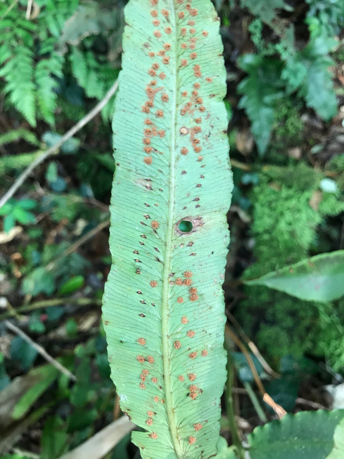 Siebold's wood fern