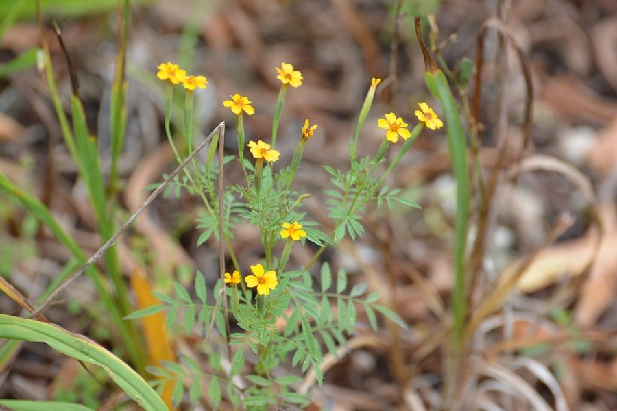 Signet marigold