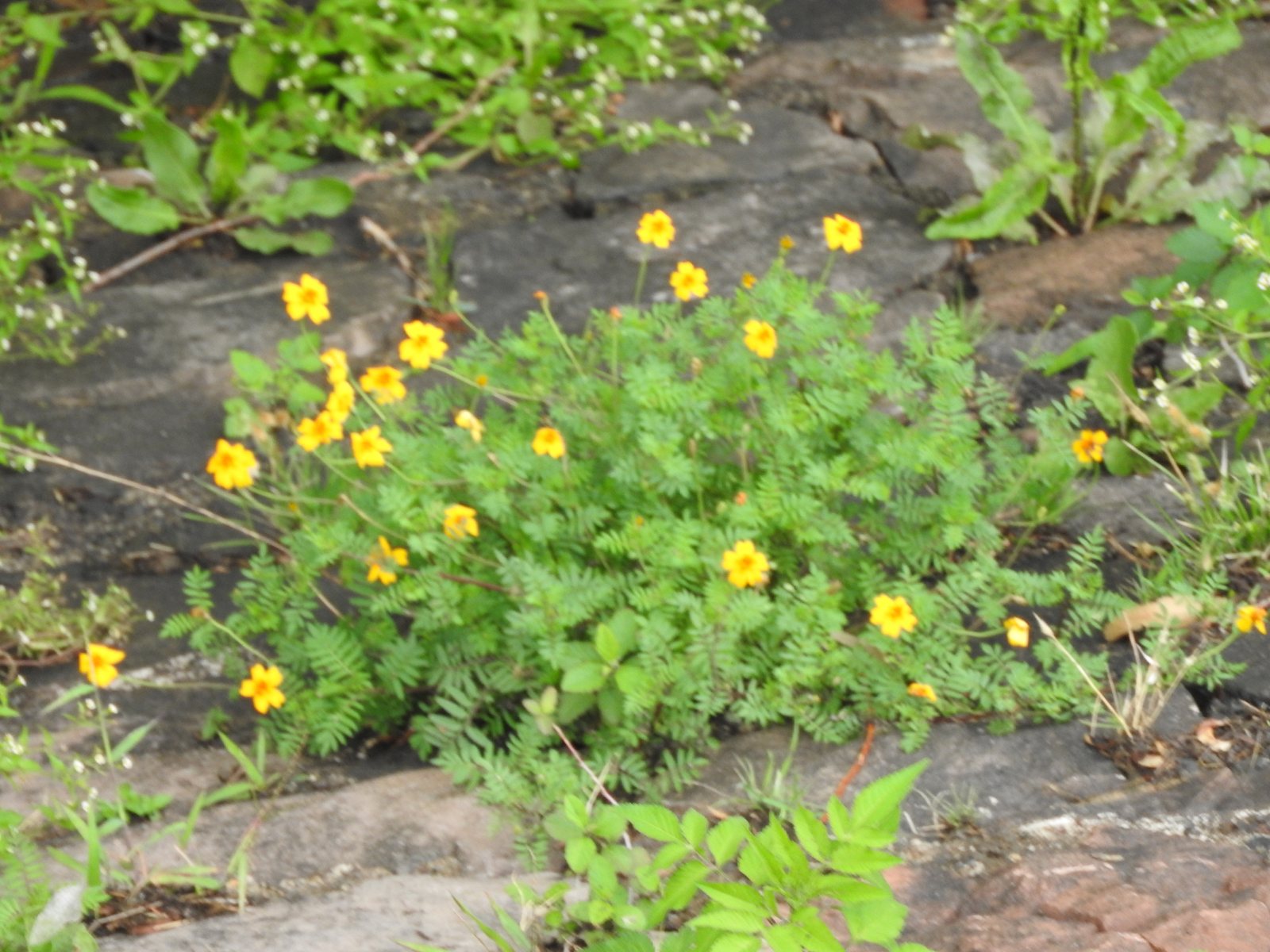 Signet marigold