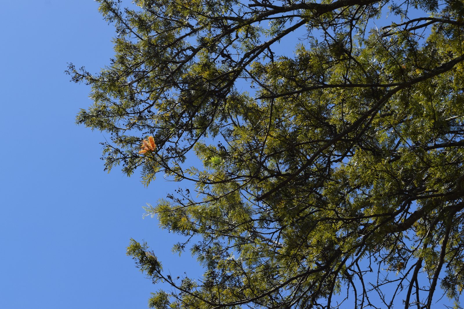 Silky oak